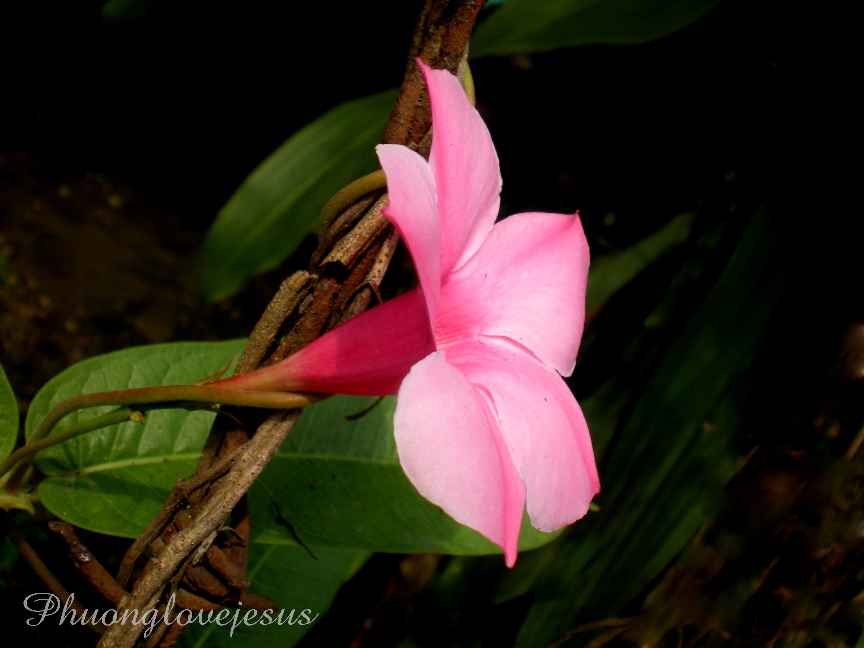 Mandevilla,Dipladenia Splendens,Brazilian jasmine,Brazilian roze
